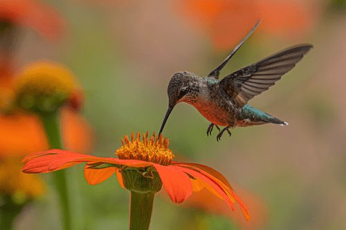 Do you really know hummingbirds?