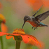 Do you really know hummingbirds?
